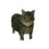우이아 고양이 프로필